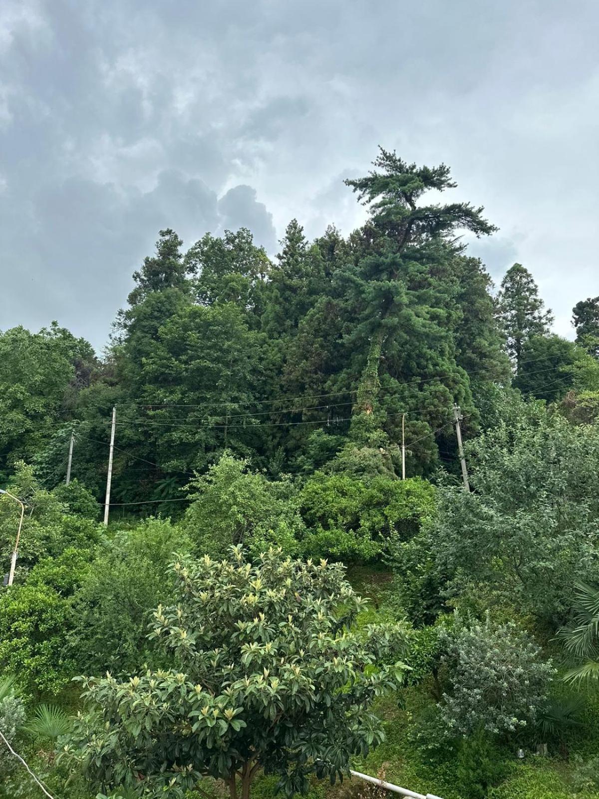 Shamil House Konuk evi Makhinjauri Dış mekan fotoğraf