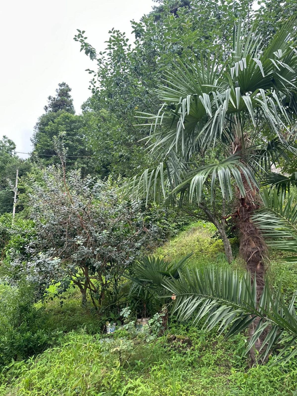 Shamil House Konuk evi Makhinjauri Dış mekan fotoğraf