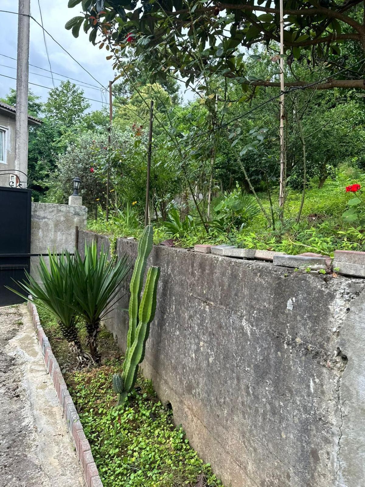 Shamil House Konuk evi Makhinjauri Dış mekan fotoğraf